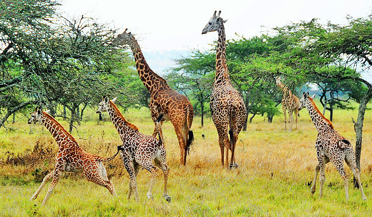 Game drives